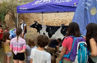 vaca-voltaire-5